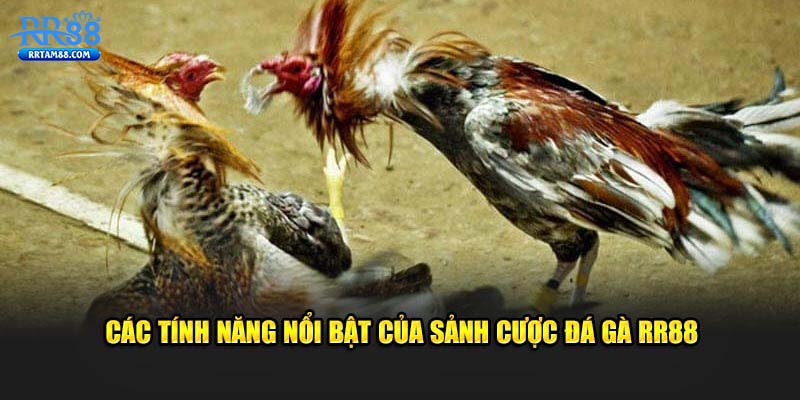 Các tính năng của sảnh đá gà RR88