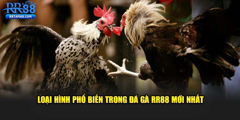 Loại hình trong đá gà RR88 